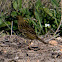 Meadow Pipit