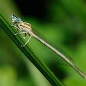 Caballito del diablo (White Featherleg)