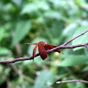 Painted Grasshawk