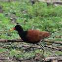 Wattled jacana (Jacana)