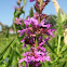 Purple Loosestrife