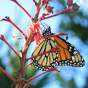 Monarch Butterfly