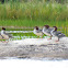 Common Merganser