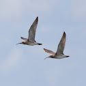 Eurasian Whimbrel