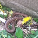 Garter snake