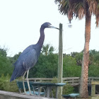 Little Blue HEron