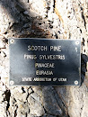 Scotch Pine Tree Plaque 