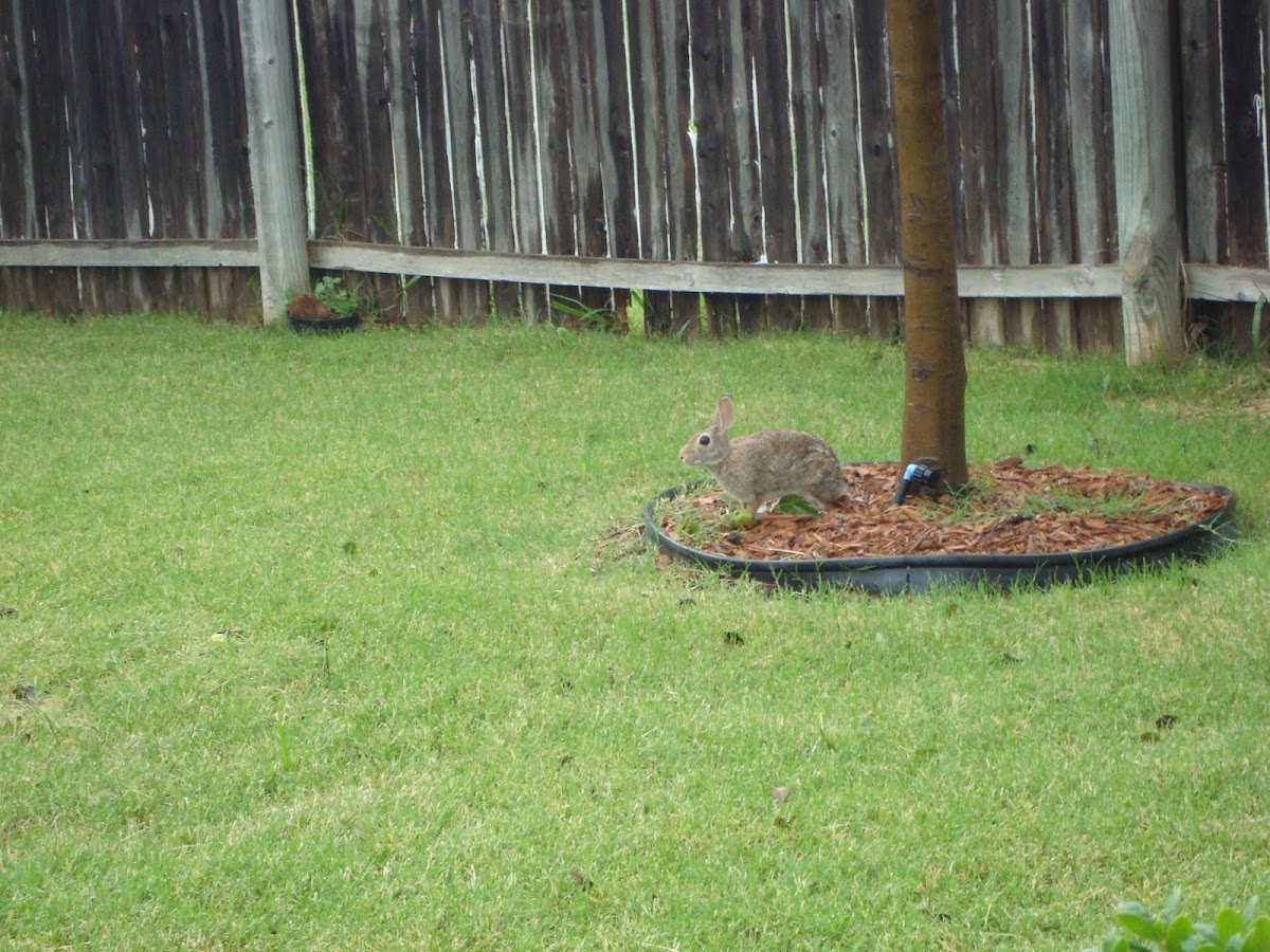 Eastern Cottontail