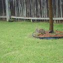 Eastern Cottontail