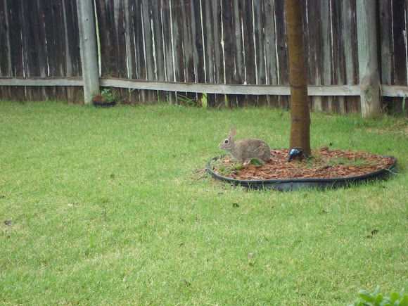 Spotting Image 1