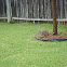 Eastern Cottontail
