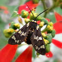 Tiger Moth.