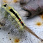 White-marked Tussock Moth