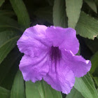 Mexican Petunia