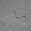 California Mountain King Snake