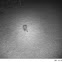 oppossum