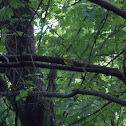 Hooded Warbler