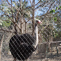 Ostrich