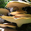 Dryads saddle