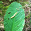 Banana Slug