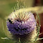 Megachilidae