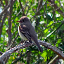 Western Wood Pewee