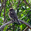 Western Wood Pewee