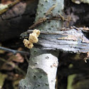 coralloid Isaria