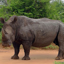 White rhinoceros