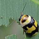 Ladybird~