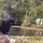 Cormorant