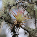 air plant