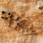 Mud Nests