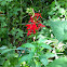 Cardinal Flower
