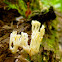 Crown Coral