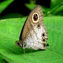 Common Five Ring