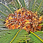 Sago palm
