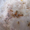Yellow meadow ant