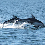 Whales