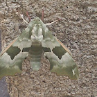 Lime Hawk-Moth