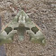 Lime Hawk-Moth