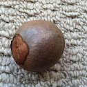Avocado Seed