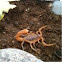 Common Yellow Scorpion