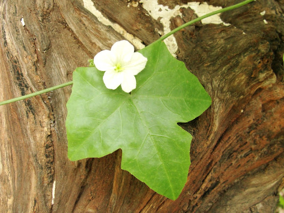Spotting Image 1
