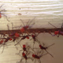 Leaf-footed Bug nymphs