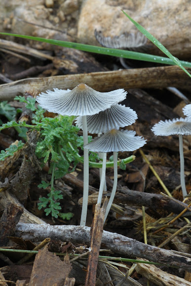 Spotting Image 1