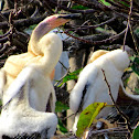 Anhinga Chicks