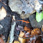 Red-spotted Newt