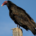 Turkey Vulture
