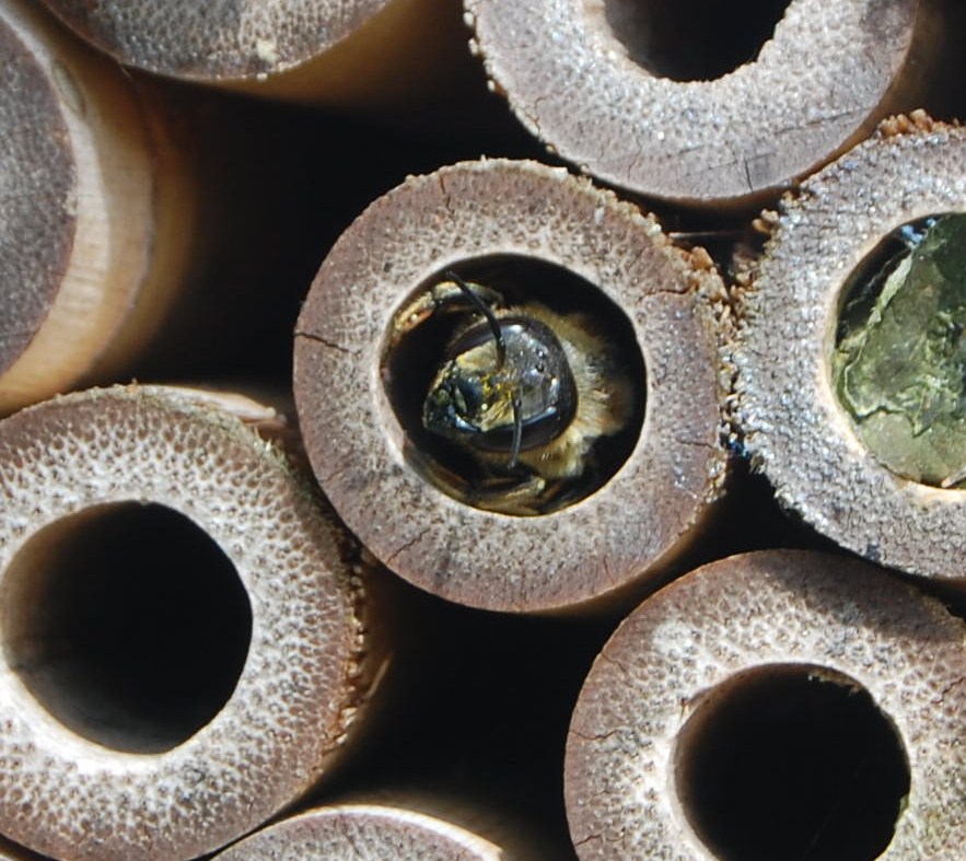 Leaf Cutter Bee